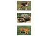 Image sur 20912020 IMAGIER LES ANIMAUX MULTICOLOR