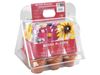 Image sur 41172171 MINI SERRE 6 POTS Fleurs Clarkia, cosmos, pyosotis,primevère rudbeckia, pâquerette DIVERS    