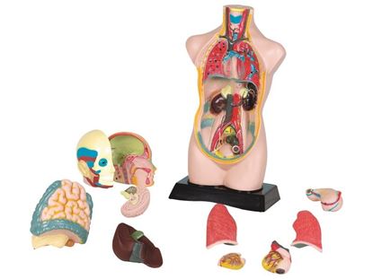 Image de 22564020 ANATOMIE DU CORPS HUMAIN MULTICOLOR